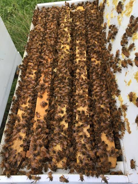 Nucleus (Nuc) Beehive *pick up only. Please call Justin on 0437 690 393 to discuss availability and collection*