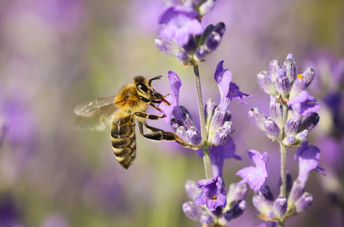How to create a bee friendly garden