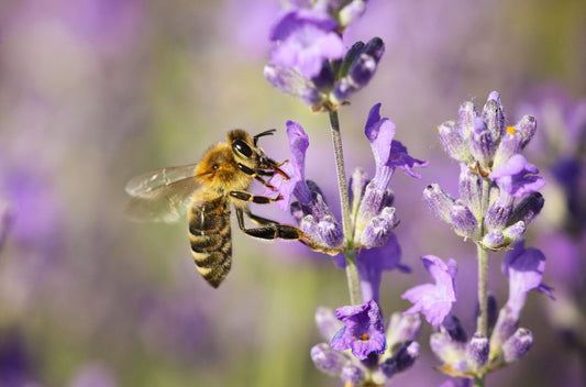 How to create a bee friendly garden